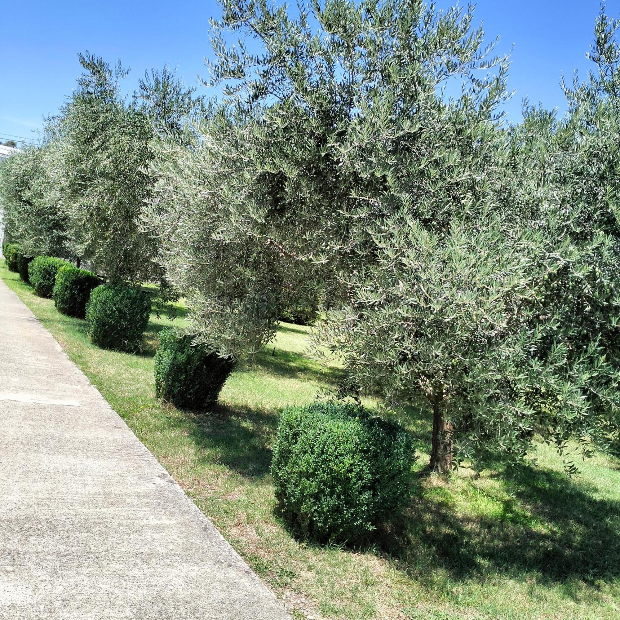 Olive Apartment Podgorica Luaran gambar