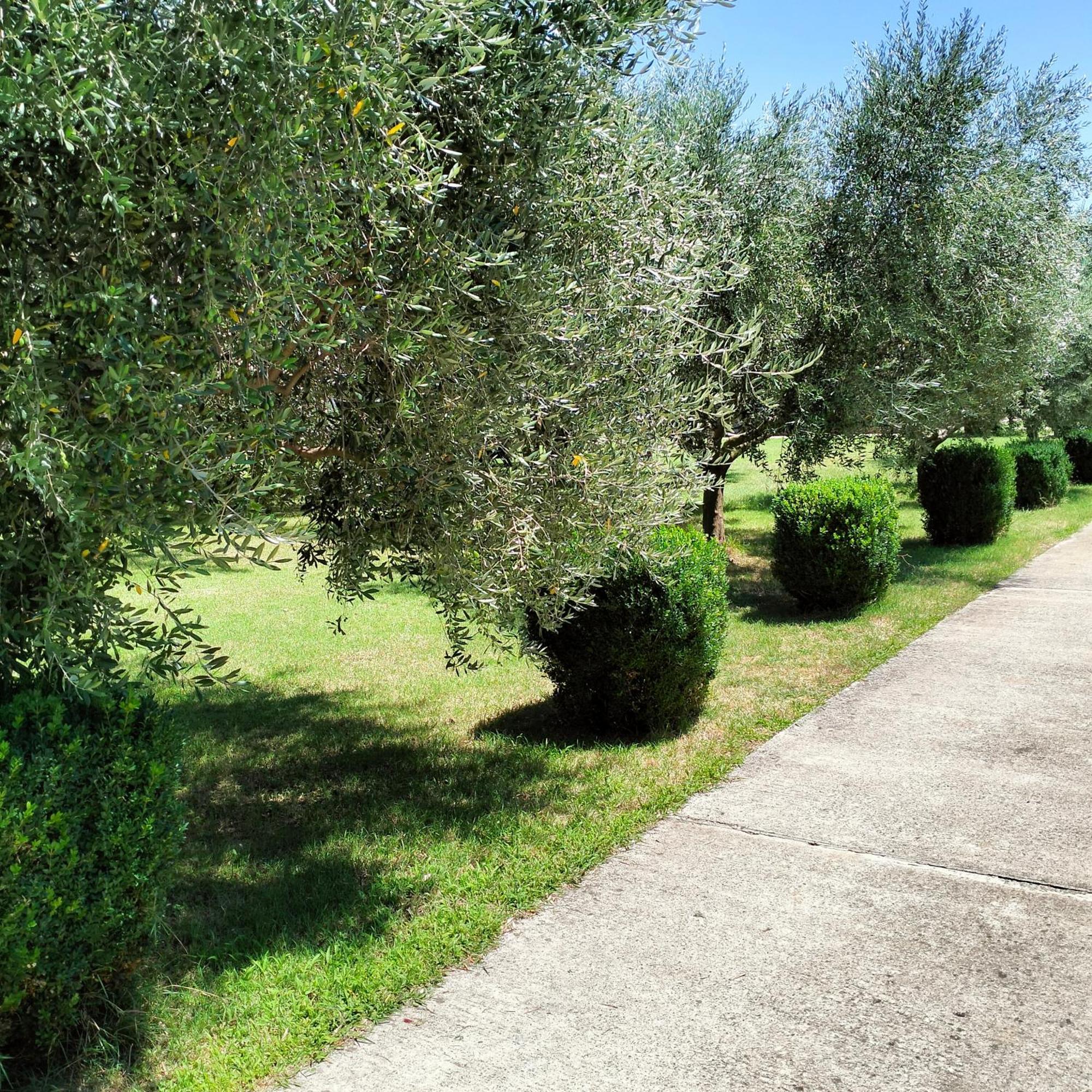 Olive Apartment Podgorica Luaran gambar